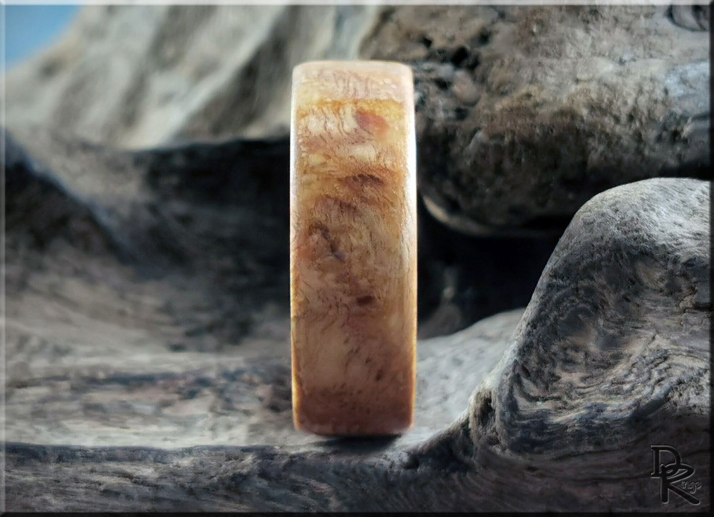 Bentwood Ring - English Chestnut Burl on deer antler ring core - wood ring