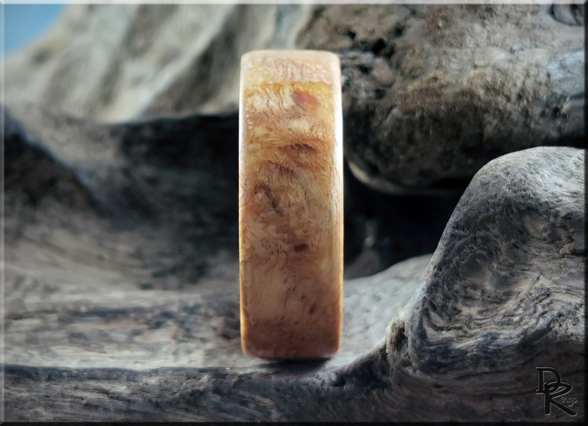 Bentwood Ring - English Chestnut Burl on deer antler ring core - wood ring