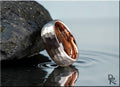 Hammered tungsten ring with rose gold core reflecting on water next to a textured rock by DR Rings