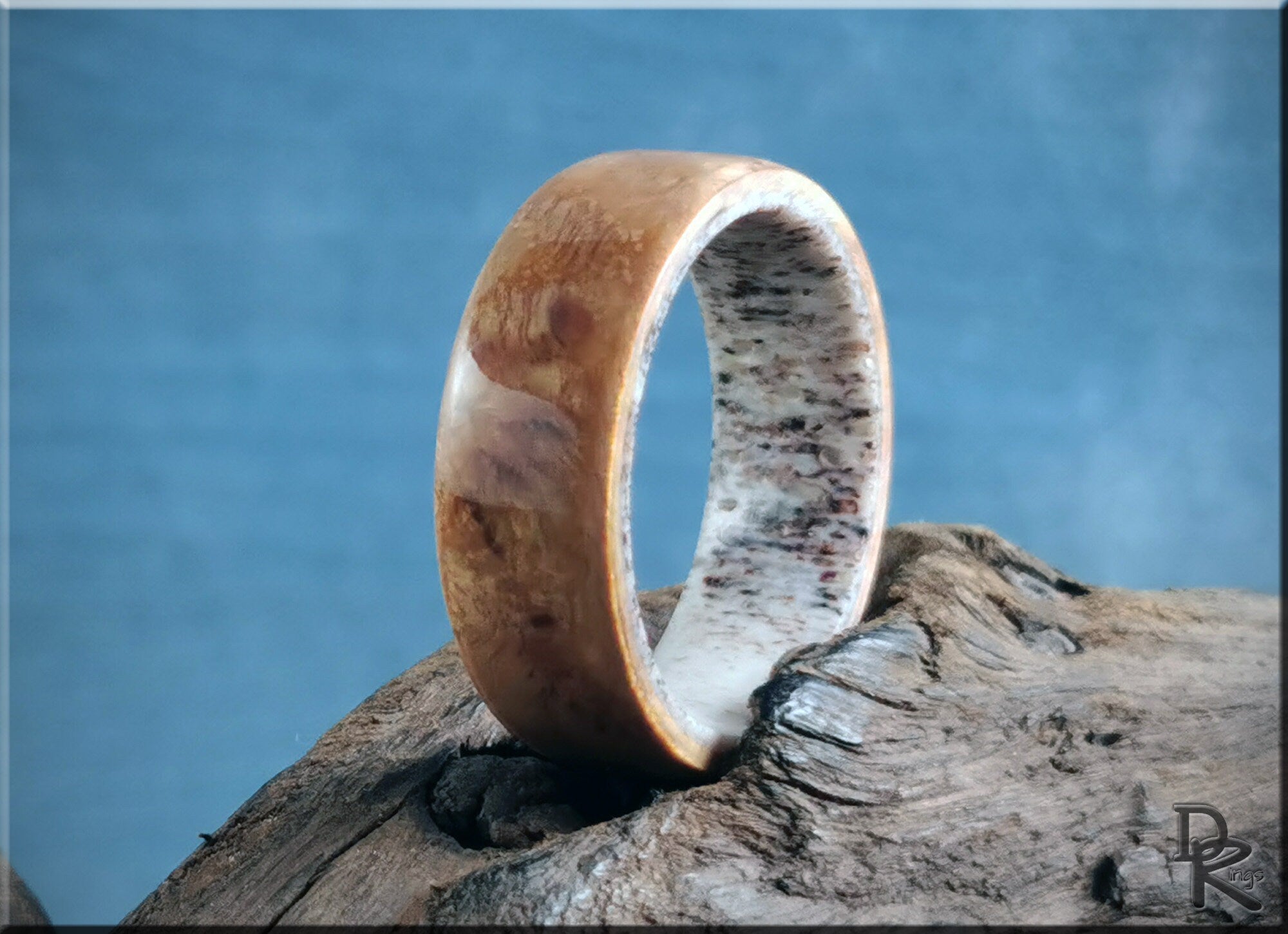 Bentwood Ring - English Chestnut Burl on deer antler ring core - wood ring